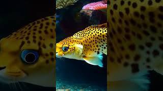 Cheetah Meets Fish story mashup [upl. by Norreg]