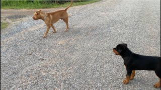 Rottweiler puppy and pitbull bandog meet Street dogs [upl. by Hnao]