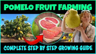 Pomelo Fruit Farming  How to Grow Pomelo Tree  Pomelo Cultivation [upl. by Yks]