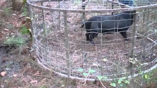 Hog trapping in Arkansas with the HawgStopper round trap part 1 [upl. by Dahc753]