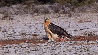 bearded vulture gypaetus barbatus [upl. by Arikahs]