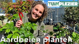 Aardbeien planten  Aardbeien voor tuin en pot  Tuinplezier [upl. by Alessandro470]