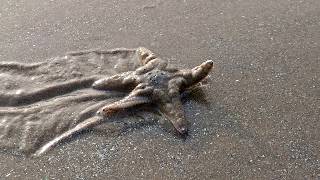 How starfish walk in beach just like a sand queen [upl. by Sianna]