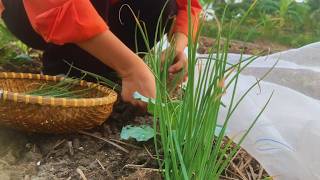 Growing okra and harvesting green onions in the garden [upl. by Nosdivad]