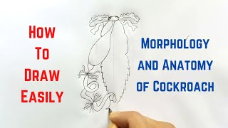 How to draw Alimentary Canal of Cockroach in easy steps  ncert class 11  CBSE Biology [upl. by Millicent614]