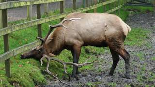 Wapiti muss sich sehr verrenken um an frisches Gras zu kommen [upl. by Martina]