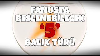 Fanusta Besleyebileceğiniz Balık Türleri  Özel İçerik [upl. by Yendahc635]