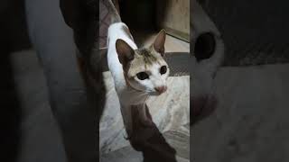 Male Cat Calling Female Cat🐱🐈shorts youtubeshorts cats [upl. by Auqinaj249]