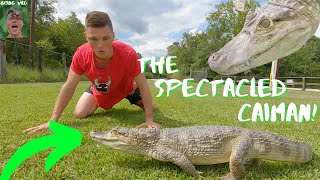 The SPECTACLED CAIMAN Facts and info Animal Breakdown [upl. by Adolphus]