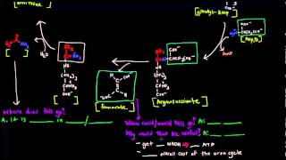 Urea Cycle Part 2 of 5  Details [upl. by Inahs]