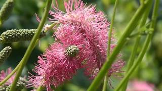 Sanguisorba Pink Brushes [upl. by Jaime]