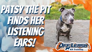 Birmingham Dog Trainers 9 Month Old Pit Patsy The Pit Finds Her Listening Ears [upl. by Mckenzie70]