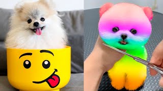 Cute Pomeranian Puppies Doing Funny Things 5  Cute and Funny Dogs  Mini Pom [upl. by Raknahs106]