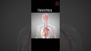 Cholesterol quot Looks like I have listened it before  lets watch whats it  Types and Function [upl. by Llerej]