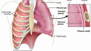 Pulmonary Edema vs Pleural Effusion [upl. by Aicrag]