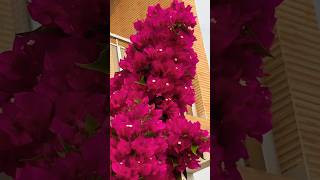 Beautiful bougeneliya garden flowers balcony gardeningideasshirtsytshorts trending plants [upl. by Ilrak]