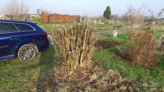 Home grown pea sticks and bean poles in 4k [upl. by Beetner]