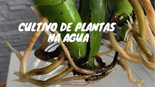 8 PLANTAS QUE PODEM SER CULTIVADAS NA ÁGUA [upl. by Neelloj]