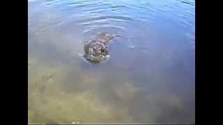 HUGE snake attacks dog in Lake Michigan [upl. by Saw]