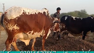 4 cholistani cow فار سیل in Pakistan beautiful cow gillani farm 732021 [upl. by Nomrah]