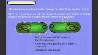 Bacterial Reproduction amp Exchanges of Genetic Material [upl. by Ainessej919]