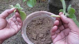 How to grow Ajwain Leave Plant from Cutting Easily  Step by Step Guide [upl. by Gnilrets954]