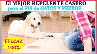 CÓMO EVITAR QUE TU PERRO SE ORINE Y MUERDA TODO EN CASA 💙 VICKS VAPORUB REPELENTE CASERO PERROS [upl. by Rhona993]