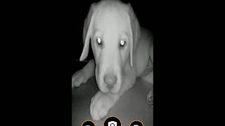 🐶 InfraRed Camera App for Mobile Phone  Xiaomi Pocophone F1 amp Xiaomi Mi 8 🐶 [upl. by Aerdnaz]