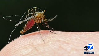 Pasadena reports rare case of locally acquired dengue virus [upl. by Neelyar]