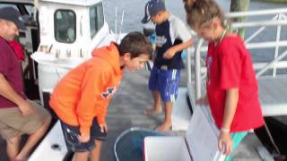 Blue Crabbing on Cape Cod [upl. by Einreb749]