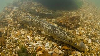 Sea Lamprey Petromyzon marinus Underwater UK [upl. by Ternan]