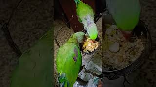 Breakfast time frooty parrot petbird lovebirdsflies [upl. by Rese524]