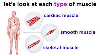 Types of Tissue Part 3 Muscle Tissue [upl. by Eirrem]