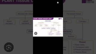 class 9th science ch tissues notes plant tissue mind map important education science shortvideo [upl. by Maice]