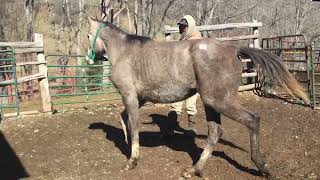 Sold 86 5yr old grey Arabian 14HH gelding 700 Deadline 22124 [upl. by Hanforrd348]