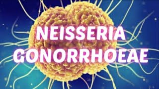 NEISSERIA GONORRHOEAEGONOCOCCUSN GONORRHOEAEMicrobiology lecture for medical students [upl. by Lyred]