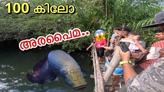 EP05🔥Hand feeding “GIANT” arapaima in Thailand 🇹🇭 [upl. by Etteuqaj]