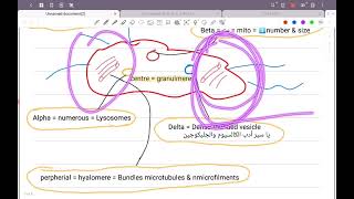 Lec2 Histology  Blood platelets amp Bone marrow  HPS 43 [upl. by Heilman]