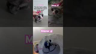 Is my toy cat cute [upl. by Lareneg628]