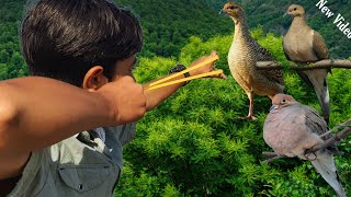 Sling Shot Hunting Wild Dove Pegion Partridges  Fresh Food For Table  Slingshot Hunting [upl. by Aytida]