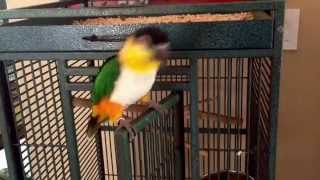 Black Headed Caique Dancing [upl. by Ynnoj]