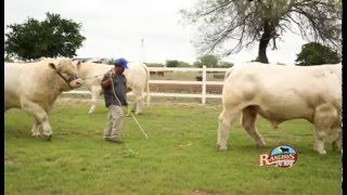 29 NOVIEMBRE 2015 Rancho Altamira Ganado Charolais [upl. by Rorrys]