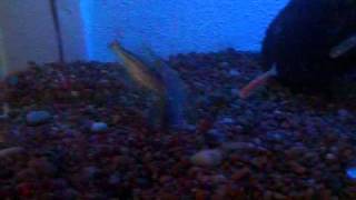 pictus catfish fight [upl. by Dylana]