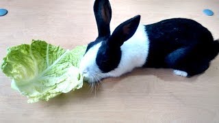 Funny Hungry Rabbit Eating Cabbage  Playtime with my Pets [upl. by Ainod914]