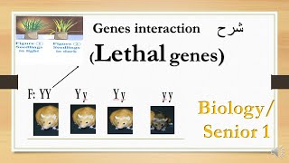 lethal gene interaction of genes biology 1st secondary شرح [upl. by Eddi]