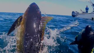 Spearfishing Big Tuna Louisiana [upl. by Nnek]