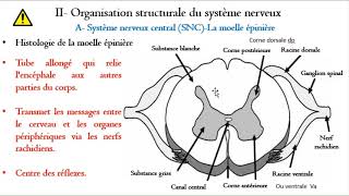 Anatomie de la moelle épiniére [upl. by Alvita]