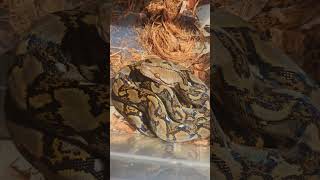 Reticulated Python [upl. by Eleinad]