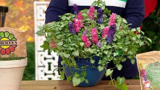 Robertas 4piece Lamium Plants on QVC [upl. by Namrehs]