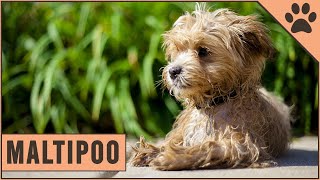 Maltipoo  Dog Breed Information [upl. by Enneira]